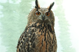 Update on Eurasian Eagle Owl, Flaco